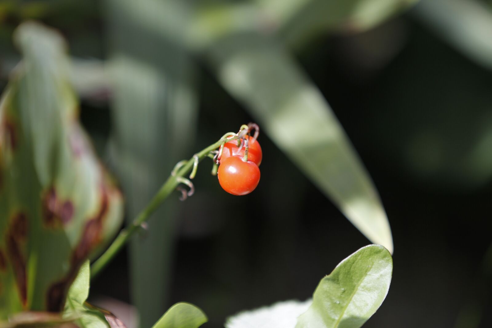 Canon EOS 60D + Canon EF 70-200mm F2.8L IS II USM sample photo. Berry, plant, red photography