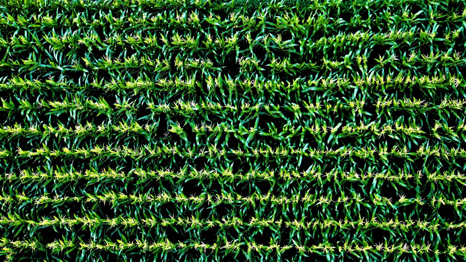 Sony a6000 sample photo. Cornfield, harvest, pattern photography