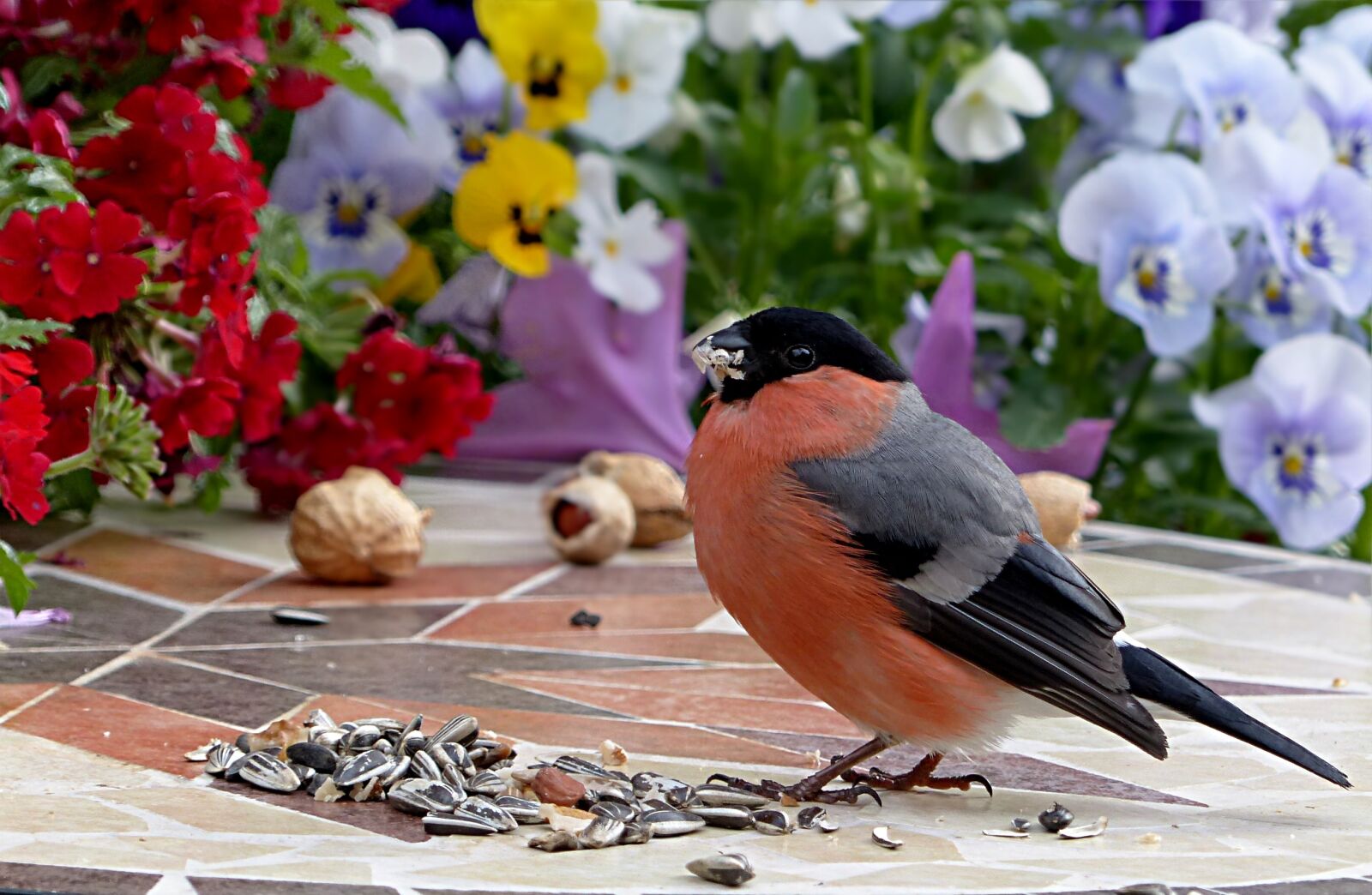 Panasonic Lumix DMC-FZ200 sample photo. Bird, bullfinch, male photography