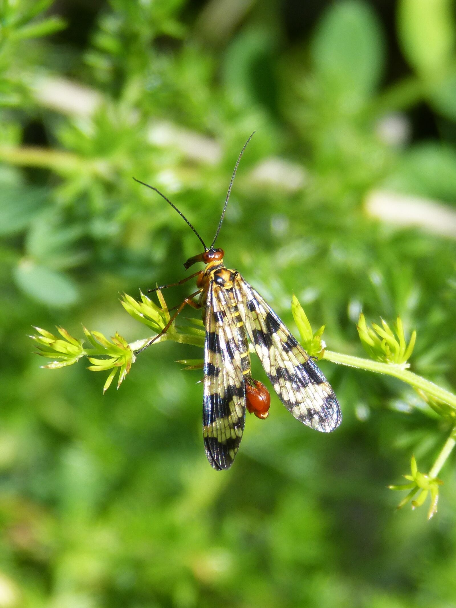 Panasonic DMC-FZ62 sample photo. Panorpa communis, scorpion fly photography