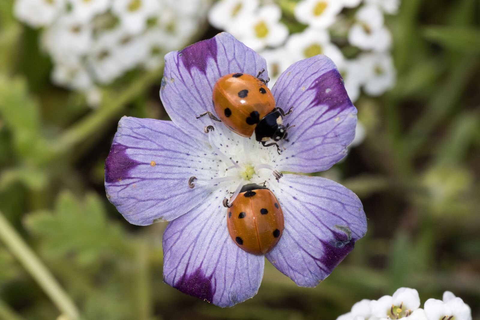 Canon EOS 7D Mark II sample photo. Ladybug, siebenpunkt, red photography