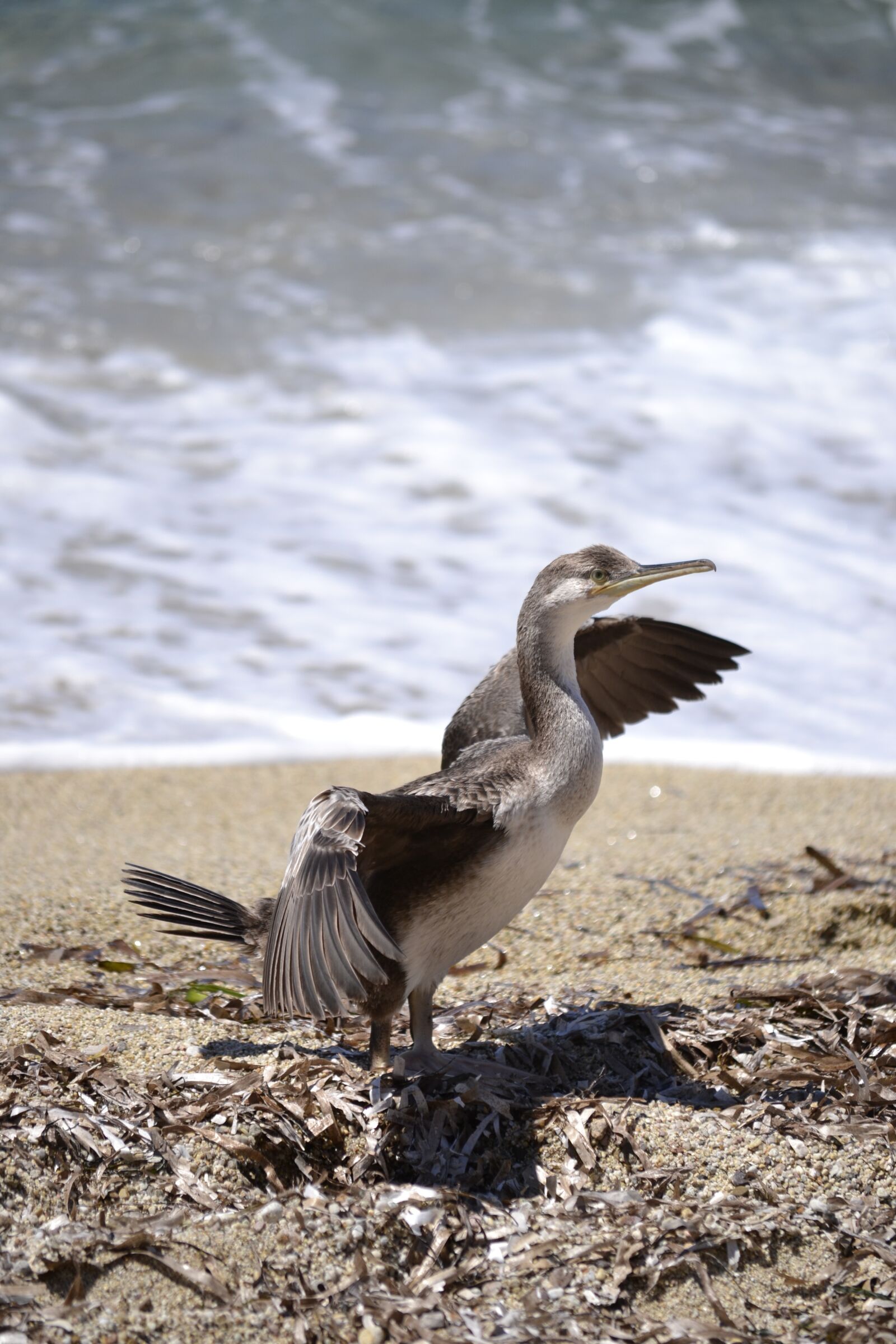 Nikon D3100 sample photo. Bird, water bird, waterfowl photography