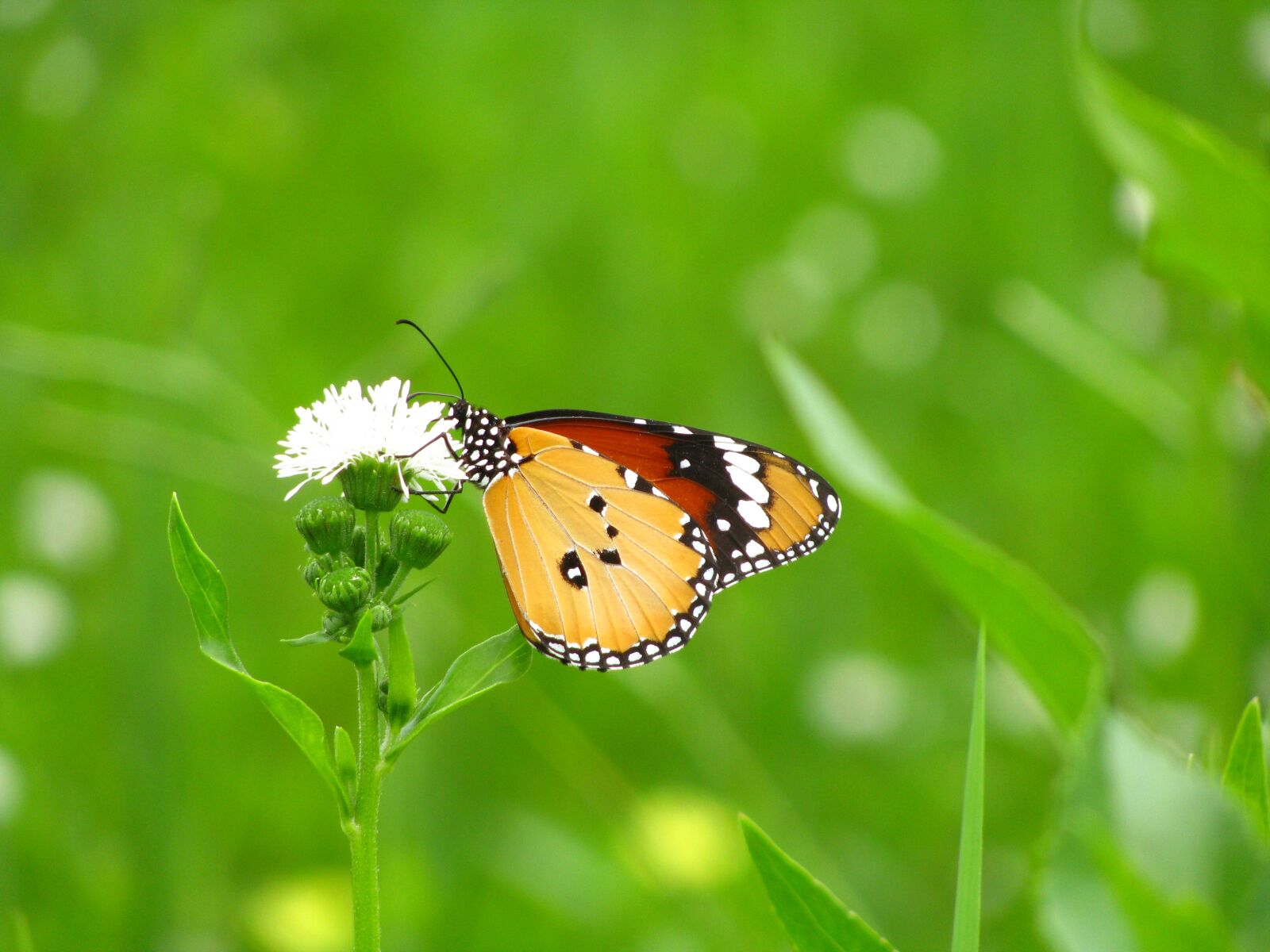 Canon POWERSHOT SX100 IS sample photo. Green, quentin chong, butterfly photography