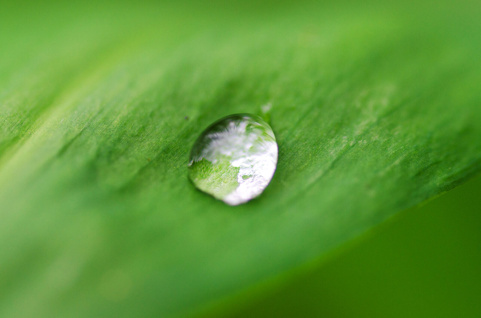 Nikon D5100 sample photo. Abstract, background, beauty, botanical photography