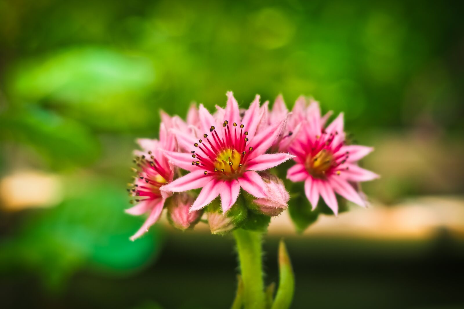 Olympus OM-D E-M10 sample photo. Flower, houseleek, blossom photography