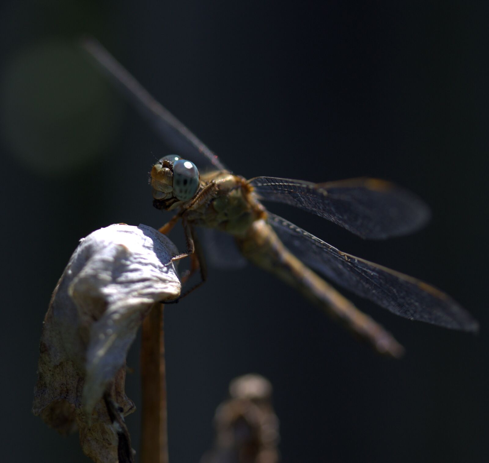 Canon EF-S 60mm F2.8 Macro USM sample photo. Dragonfly, insecta, wings photography