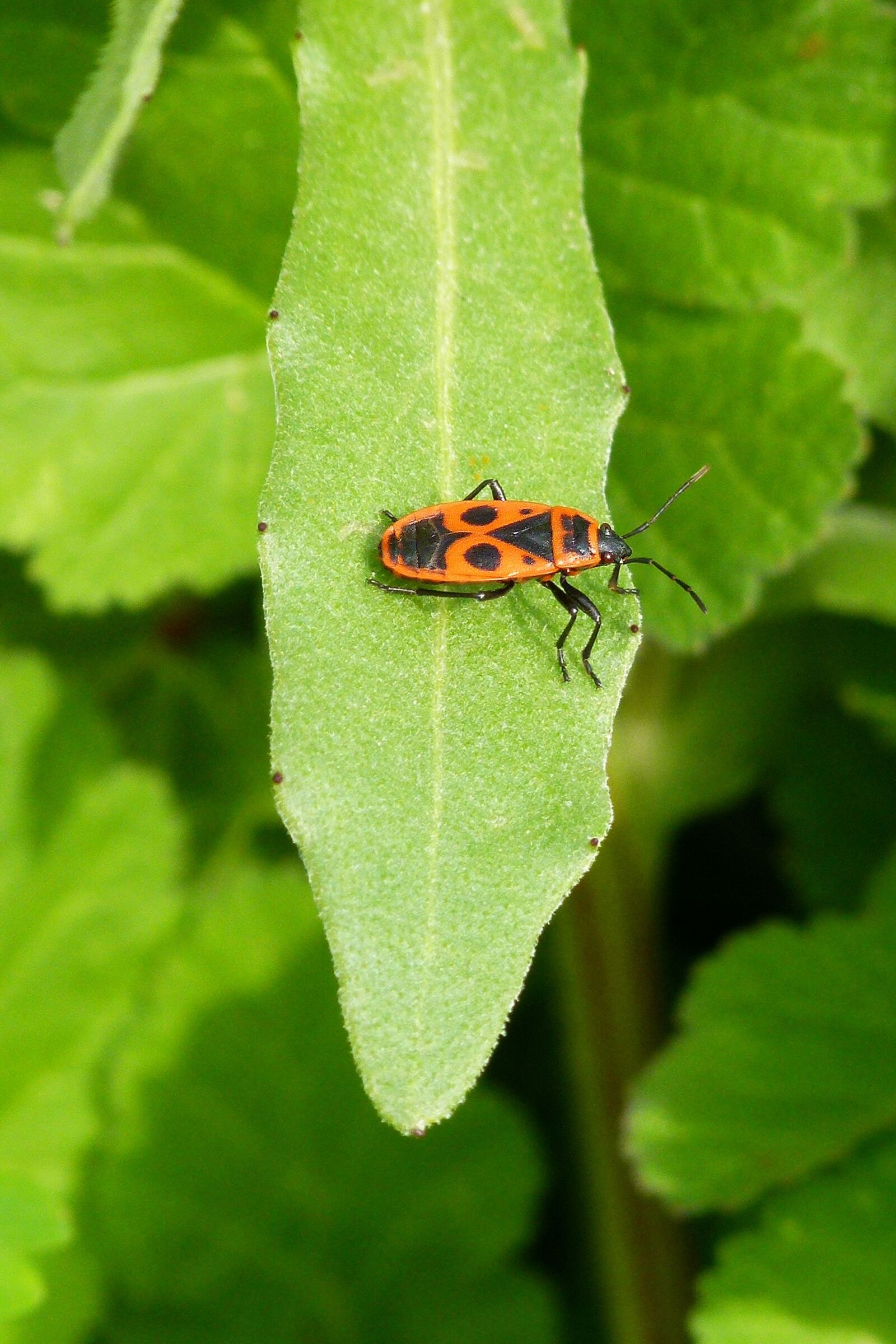 Leica V-Lux 2 sample photo. Bug, pyrrhocoris apterus, insect photography