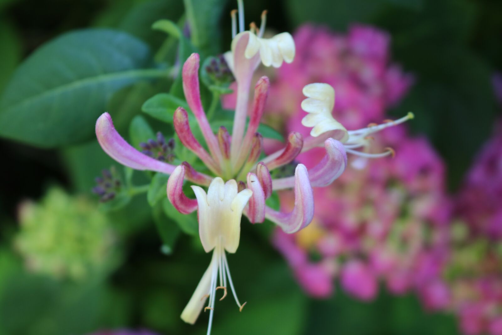 Canon EOS 750D (EOS Rebel T6i / EOS Kiss X8i) sample photo. Honeysuckle, flower, plant photography