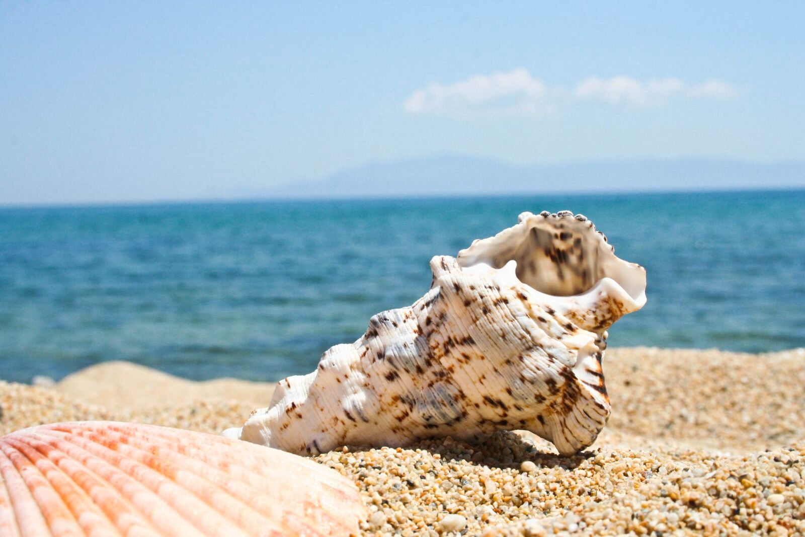 Canon EOS 350D (EOS Digital Rebel XT / EOS Kiss Digital N) sample photo. Beach, seashell, kavala photography