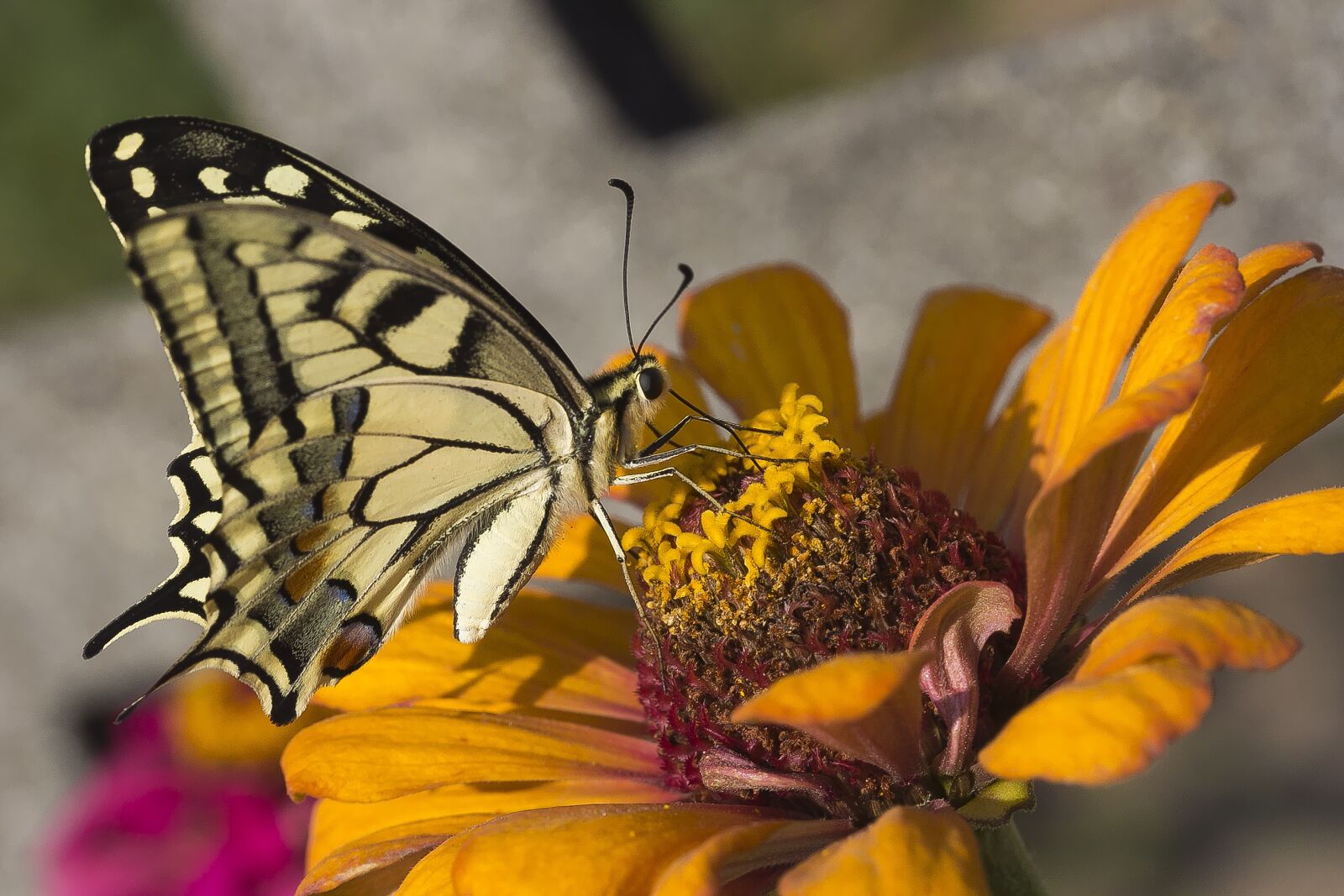 Canon EOS 60D sample photo. Butterfly, zinnia, yellow photography