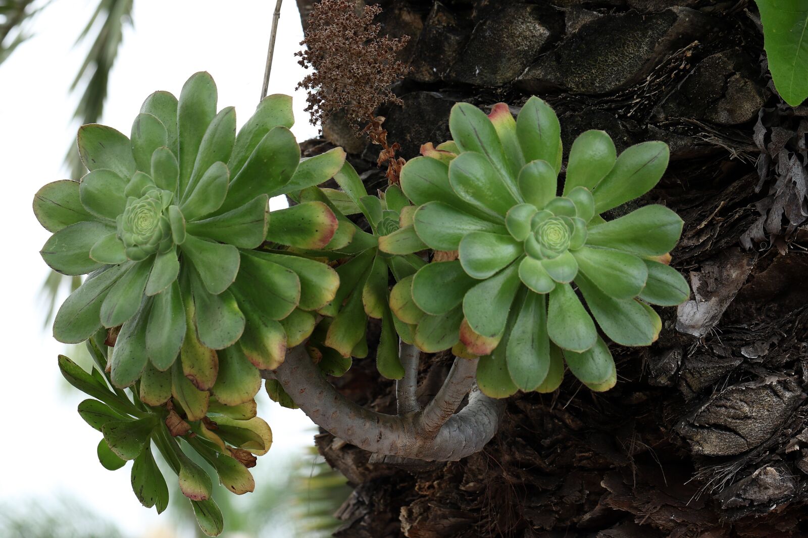 Canon EOS 7D Mark II sample photo. Tropical plant, the parasite photography