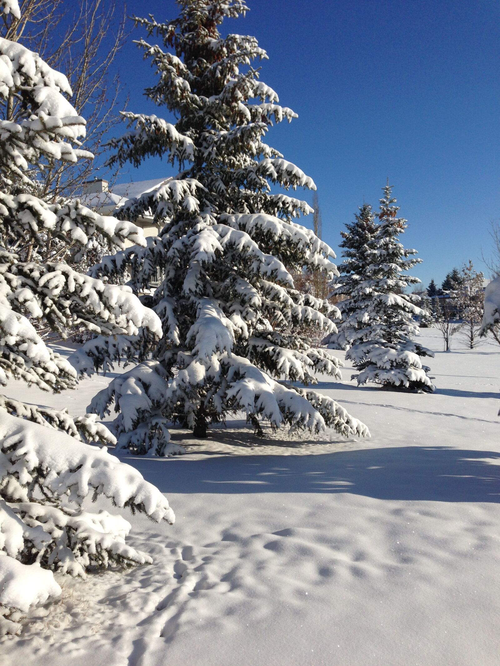 Apple iPhone 5 sample photo. Snow, winter photography