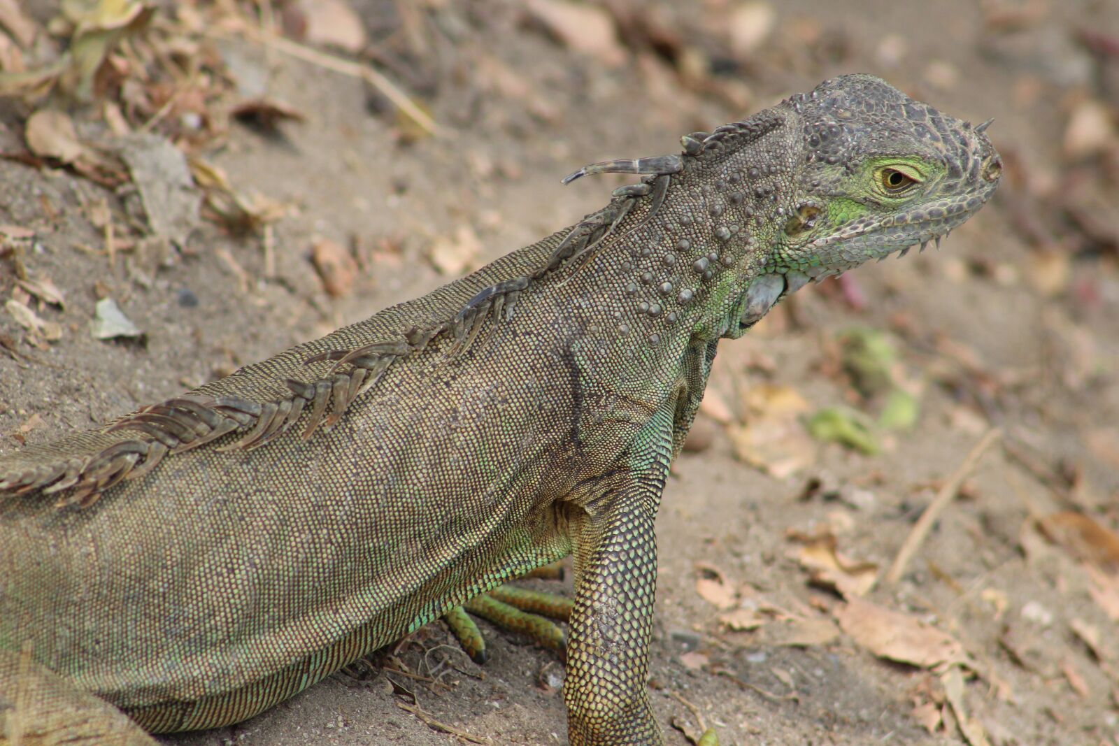 Canon EOS 1300D (EOS Rebel T6 / EOS Kiss X80) sample photo. Dragon, reptile, green photography