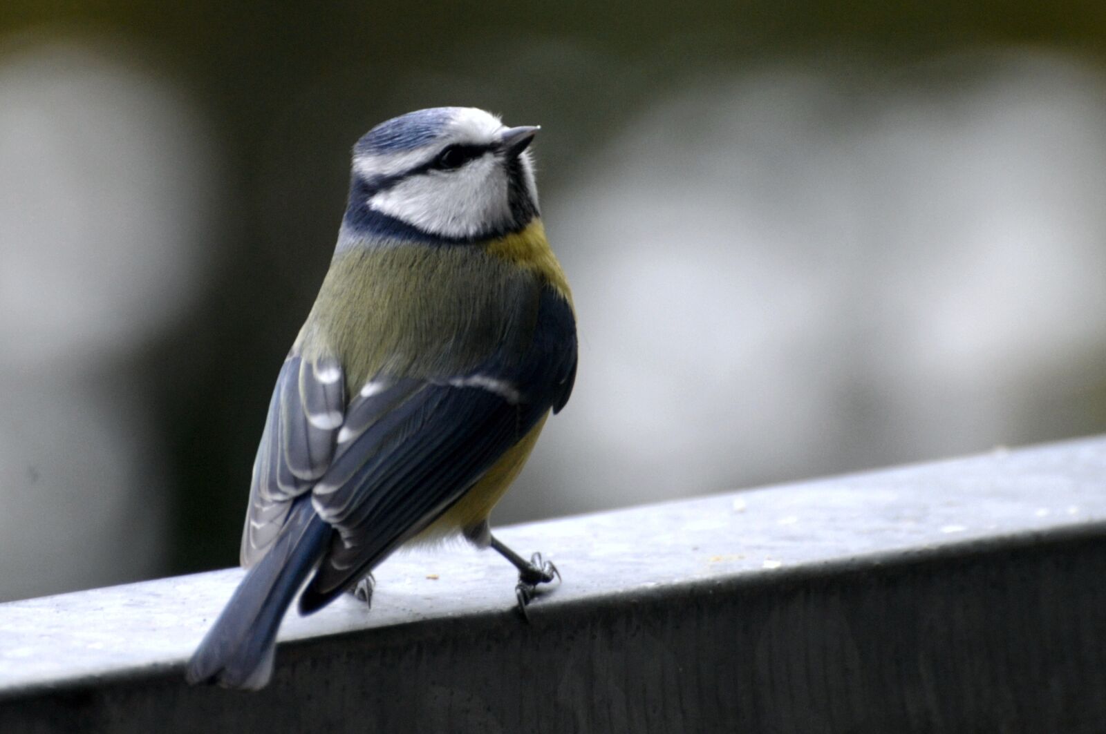 Nikon D300 sample photo. Tit, blue tit, songbird photography