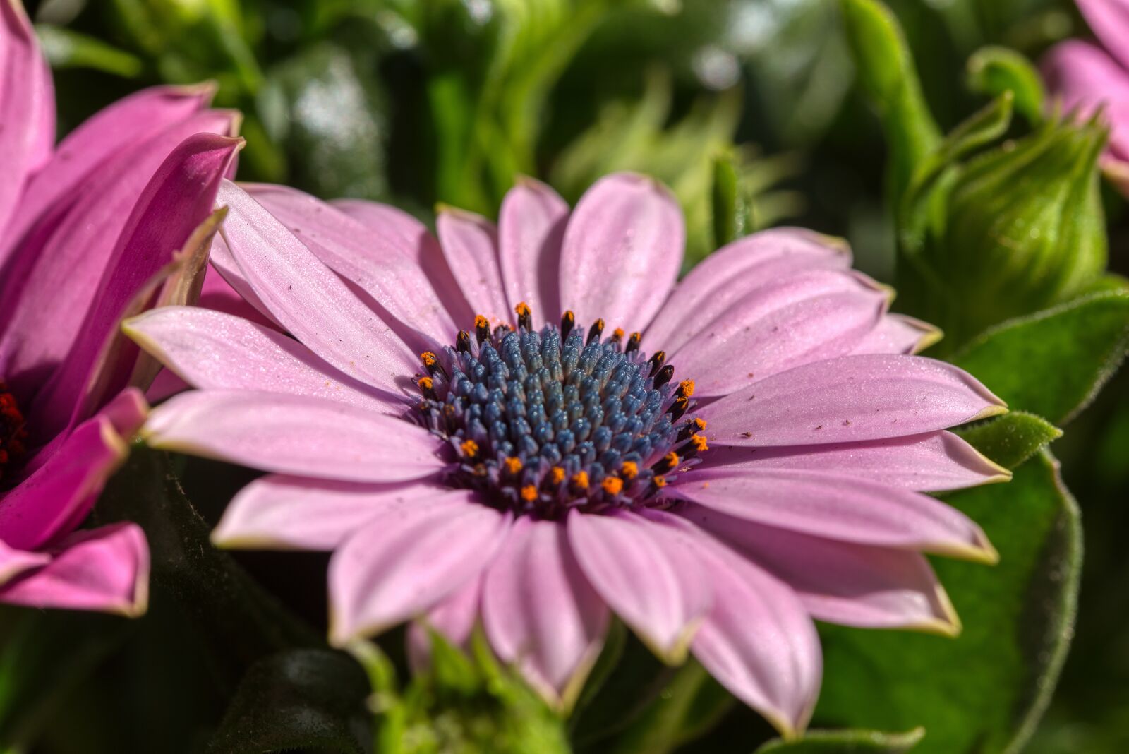 Nikon D750 sample photo. Cape basket, cape daisies photography
