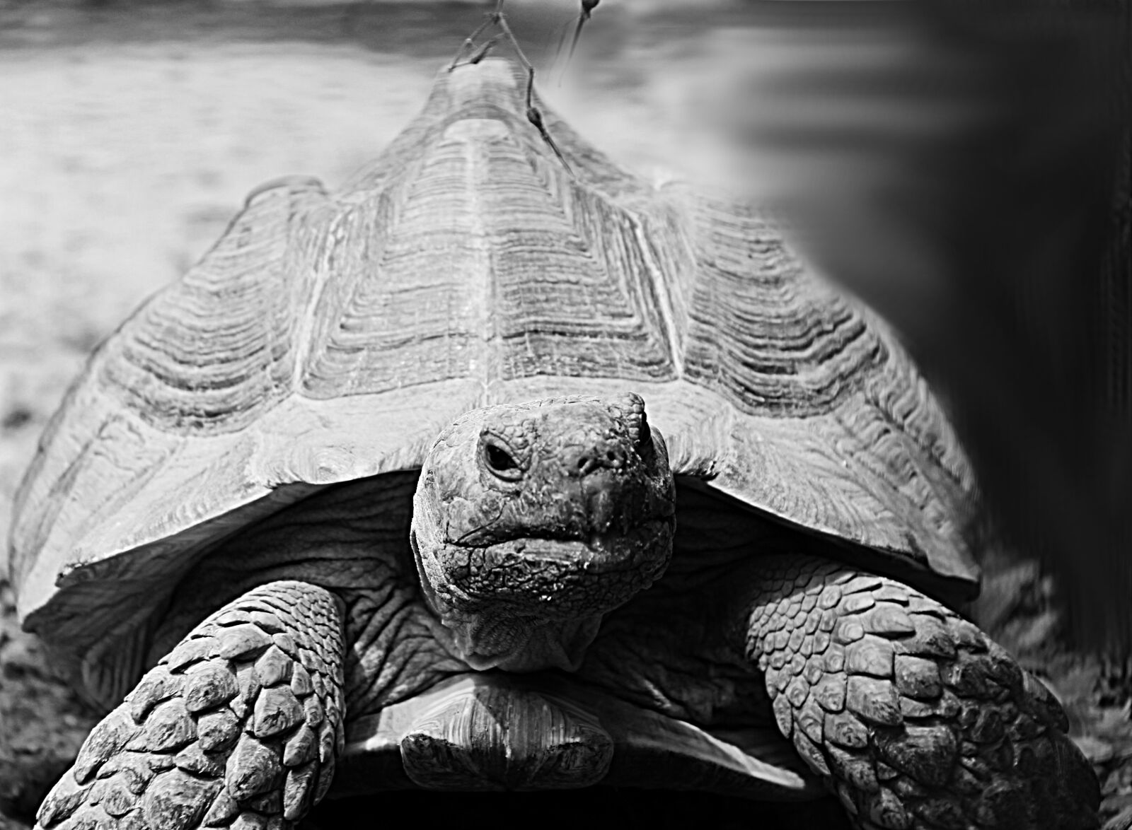Canon EOS 600D (Rebel EOS T3i / EOS Kiss X5) sample photo. Turtle, animal, grey photography