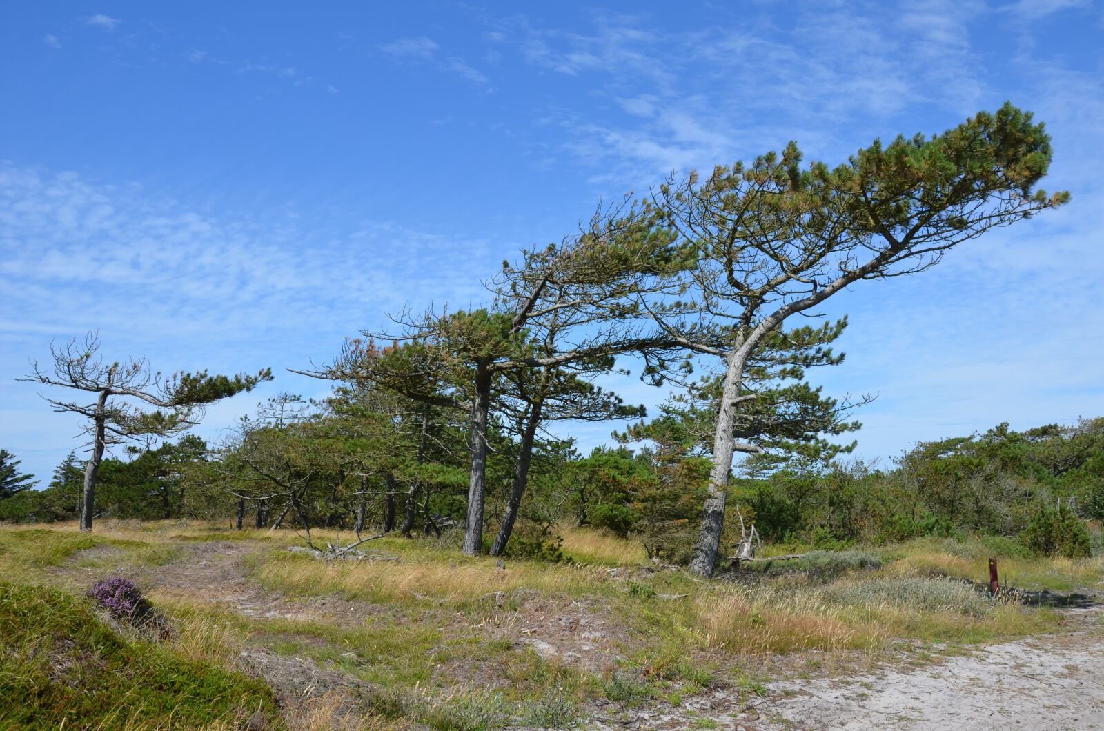 Nikon D5100 sample photo. Denmark, west jutland, husby photography
