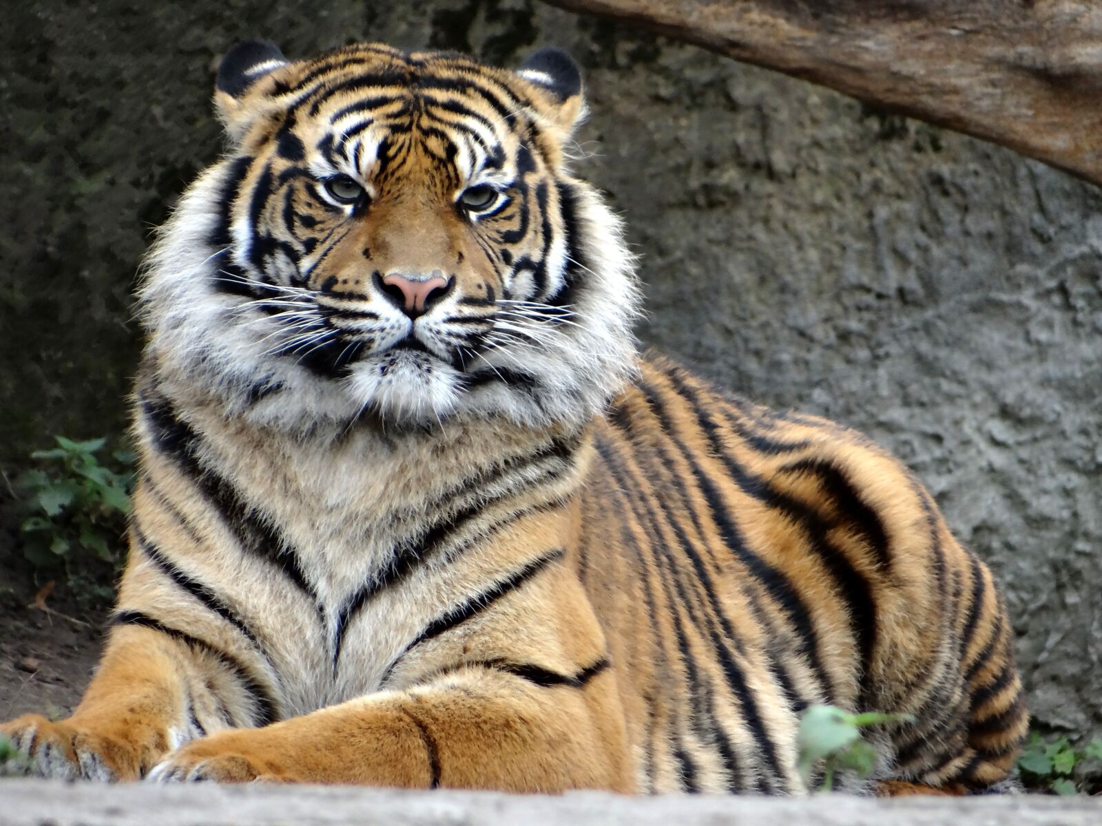 Sony DSC-HX200V sample photo. Sumatran tiger, nature, predator photography