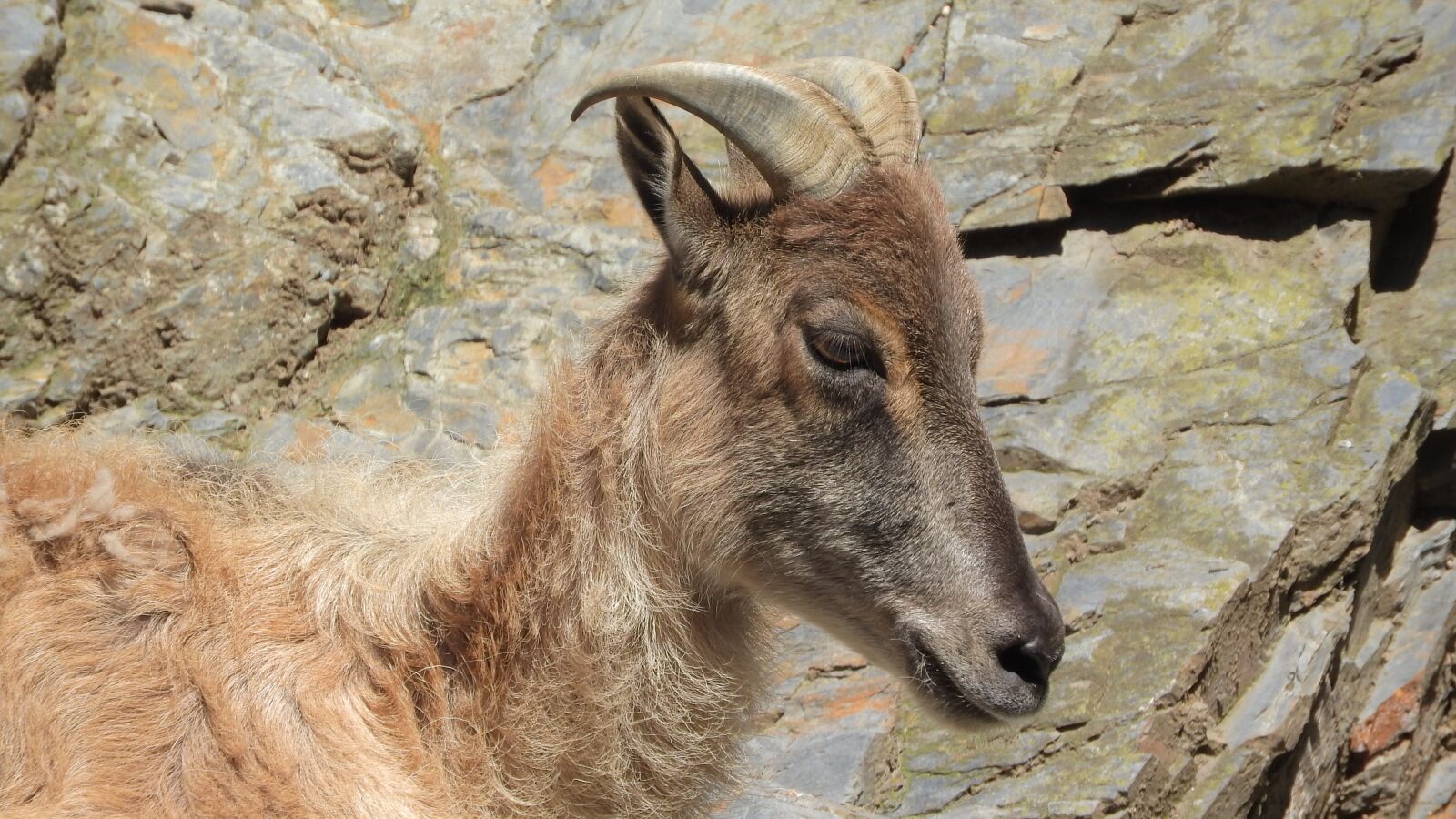 Nikon Coolpix P610 sample photo. Tahr, tahr himalayan, hemitragus photography