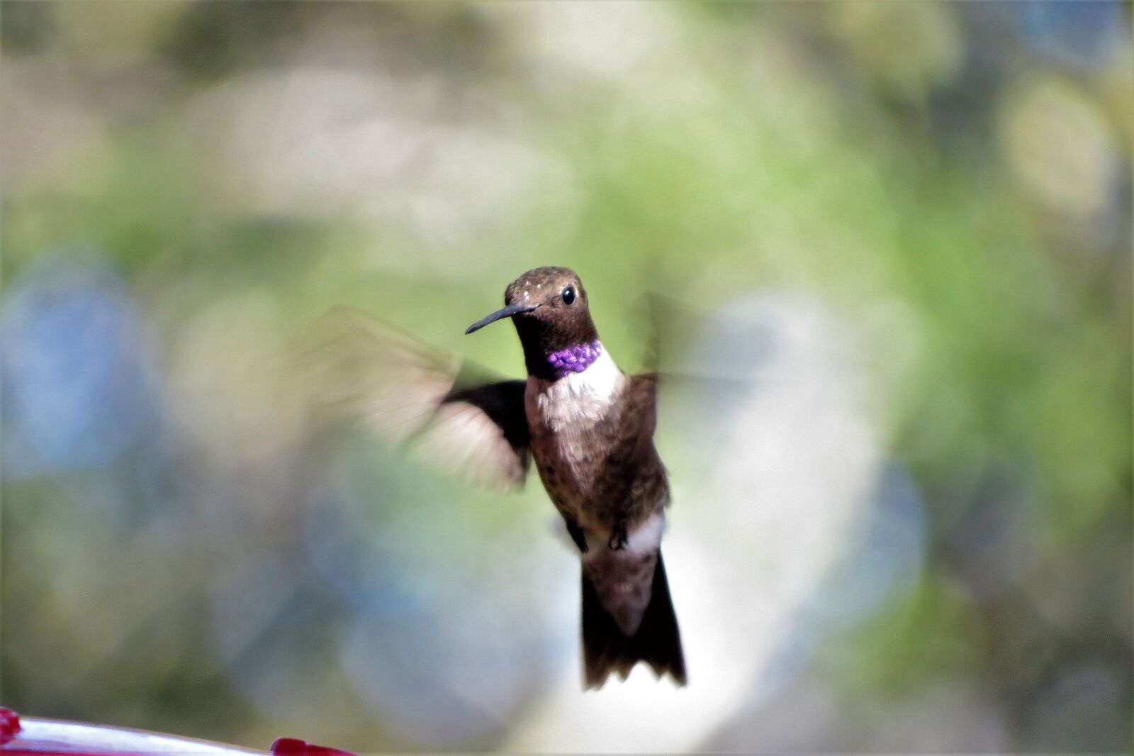 Canon PowerShot SX50 HS sample photo. Bird, in flight, humming photography