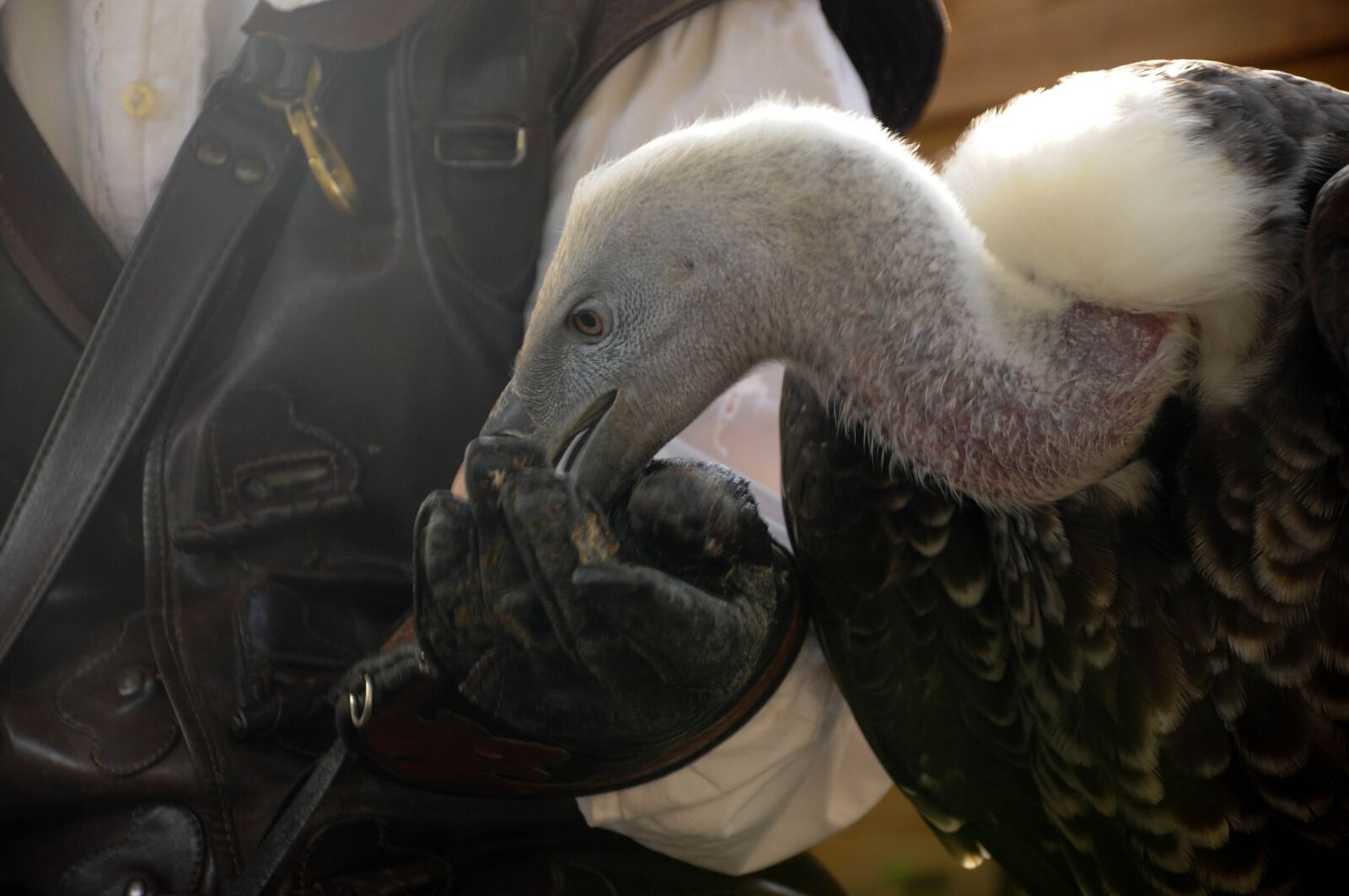Nikon D90 sample photo. Falconry, locarno, raptors photography
