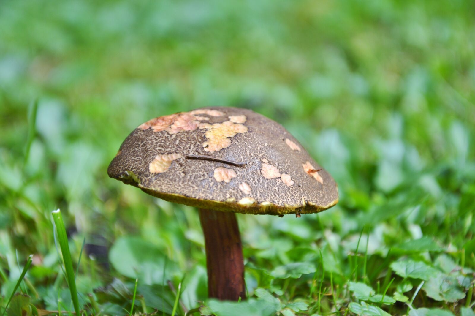 Nikon D3200 sample photo. Mushroom, tube mushroom, red photography