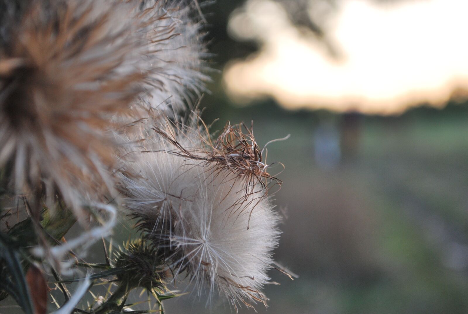 Nikon D60 sample photo. Autumn, dry, barbs photography