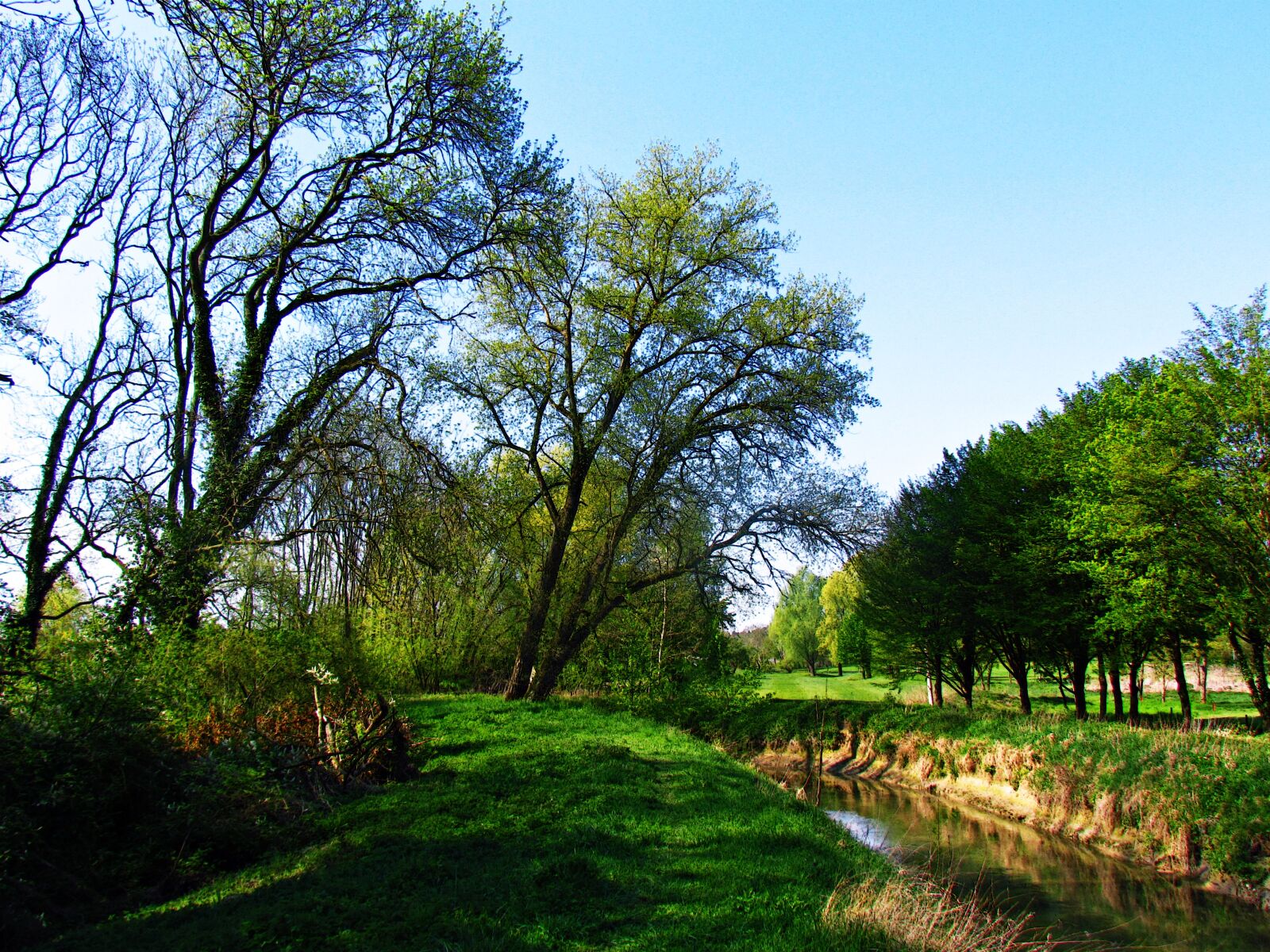 Canon PowerShot SX30 IS sample photo. Spring, field, meadow photography