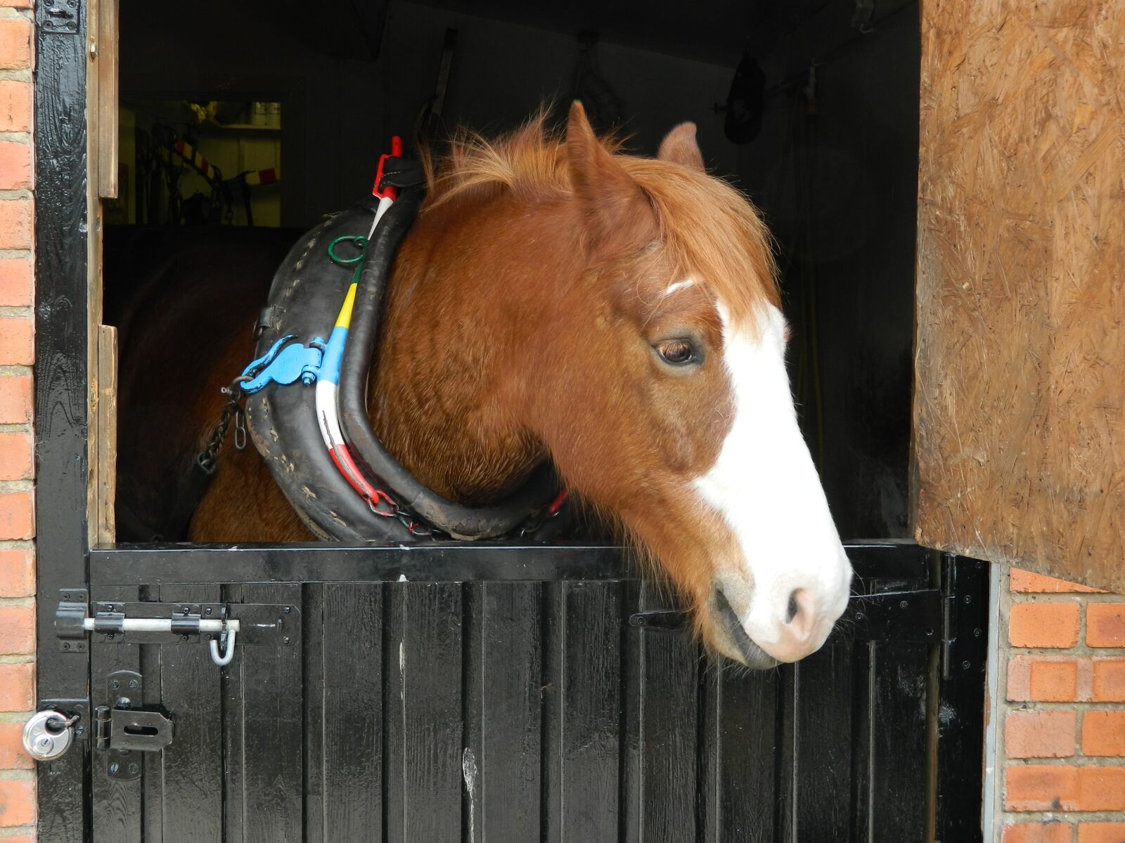 Nikon Coolpix L120 sample photo. Horse, stable, working photography