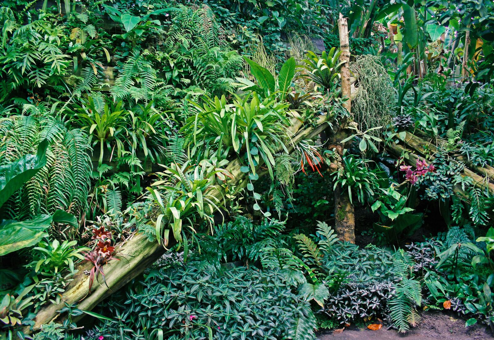 Canon EOS 400D (EOS Digital Rebel XTi / EOS Kiss Digital X) sample photo. Tropical plants, display, jungle photography
