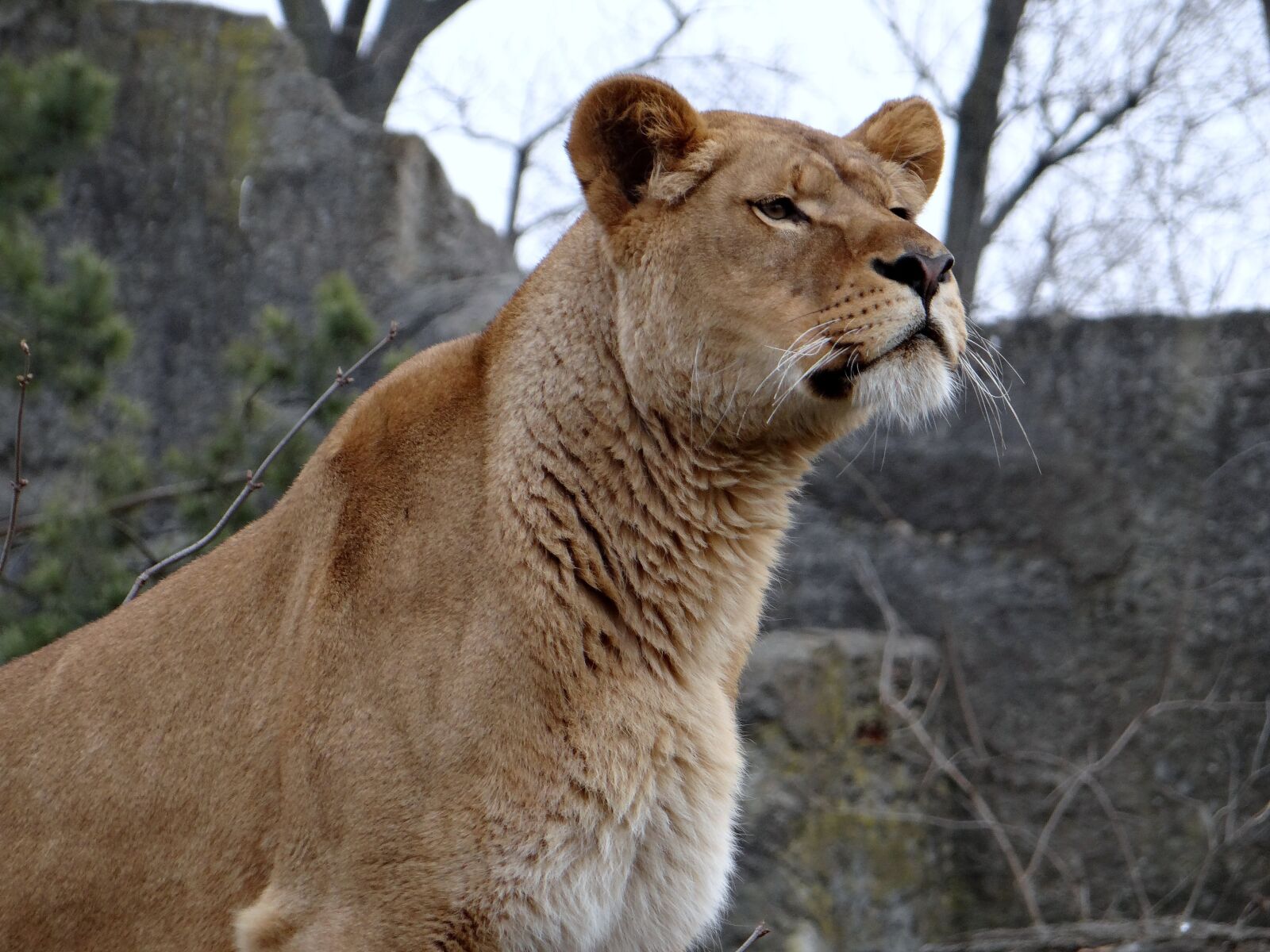 Sony DSC-HX200V sample photo. Lion, feral cat, big photography