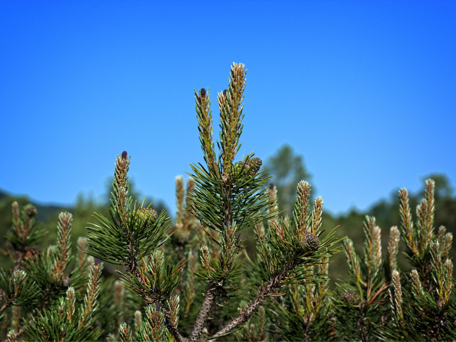 55.0-200.0mm f/4.0-f/5.6 sample photo. Pine needles, dwarf pine photography