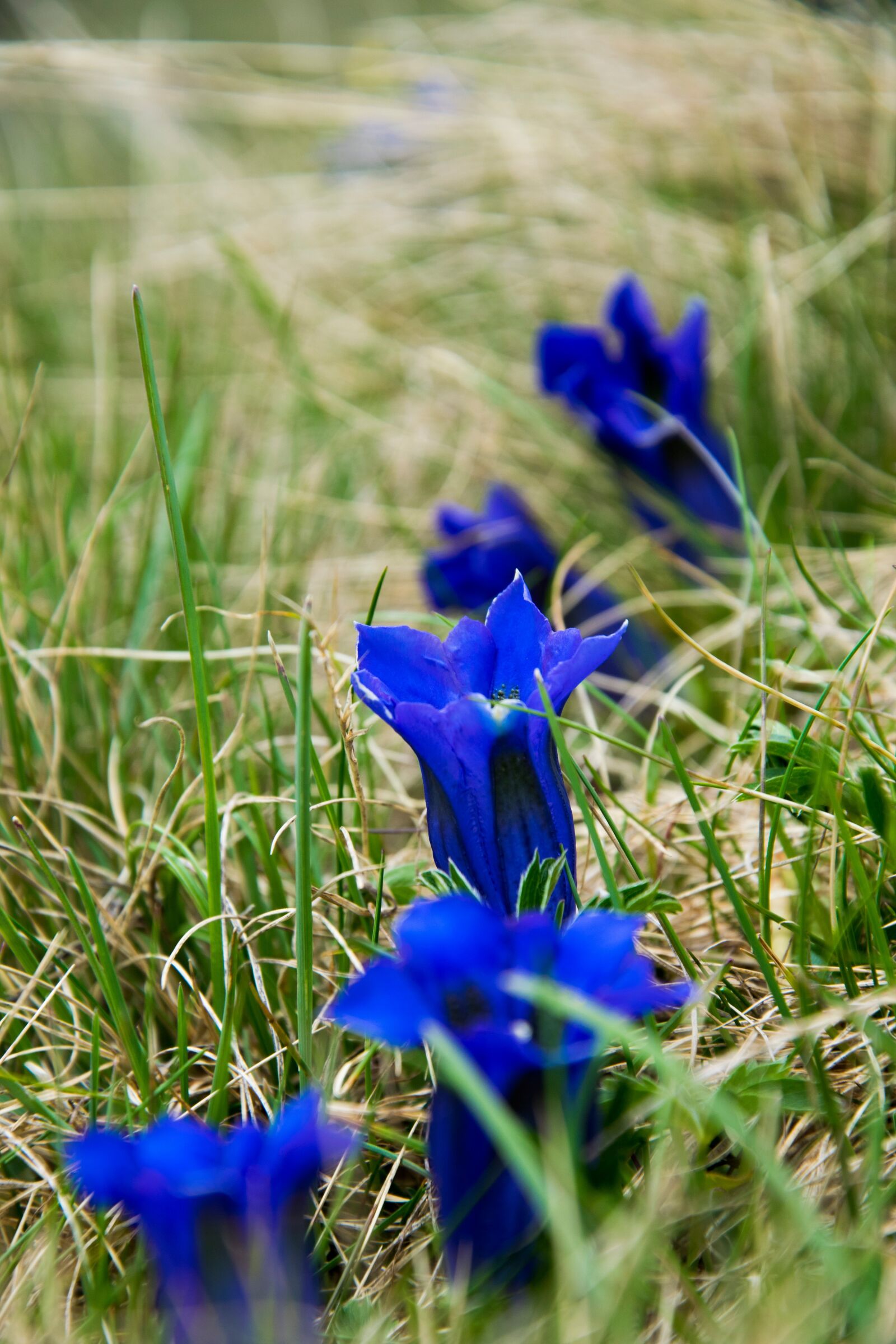 Nikon D5300 sample photo. Gentian, flower, alpine flower photography