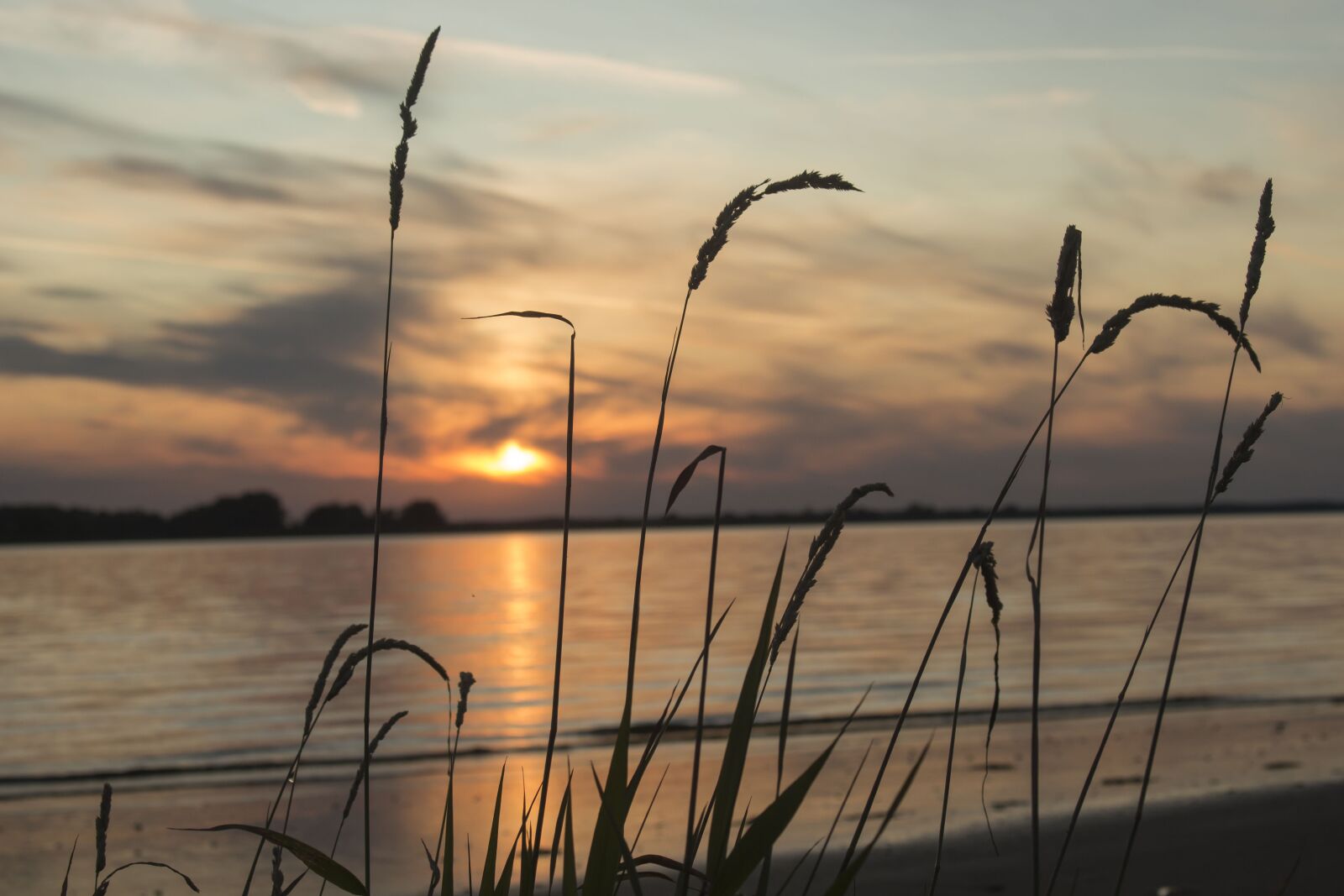 Canon EOS 700D (EOS Rebel T5i / EOS Kiss X7i) sample photo. Plant, shadow, sunset photography