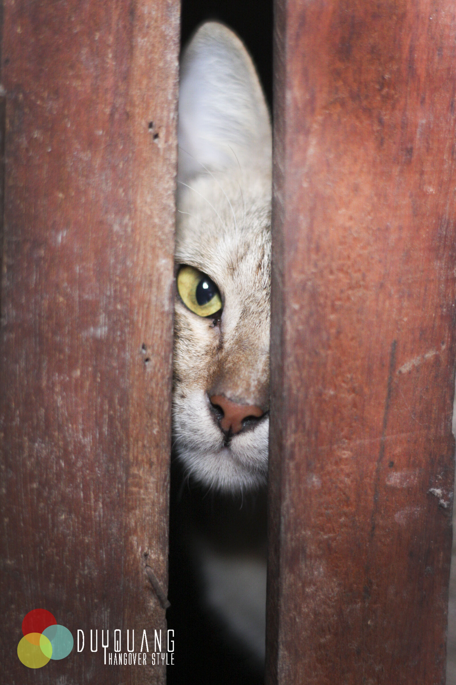 Canon EOS 40D + Canon EF 50mm F1.8 II sample photo. Cat, eyes photography