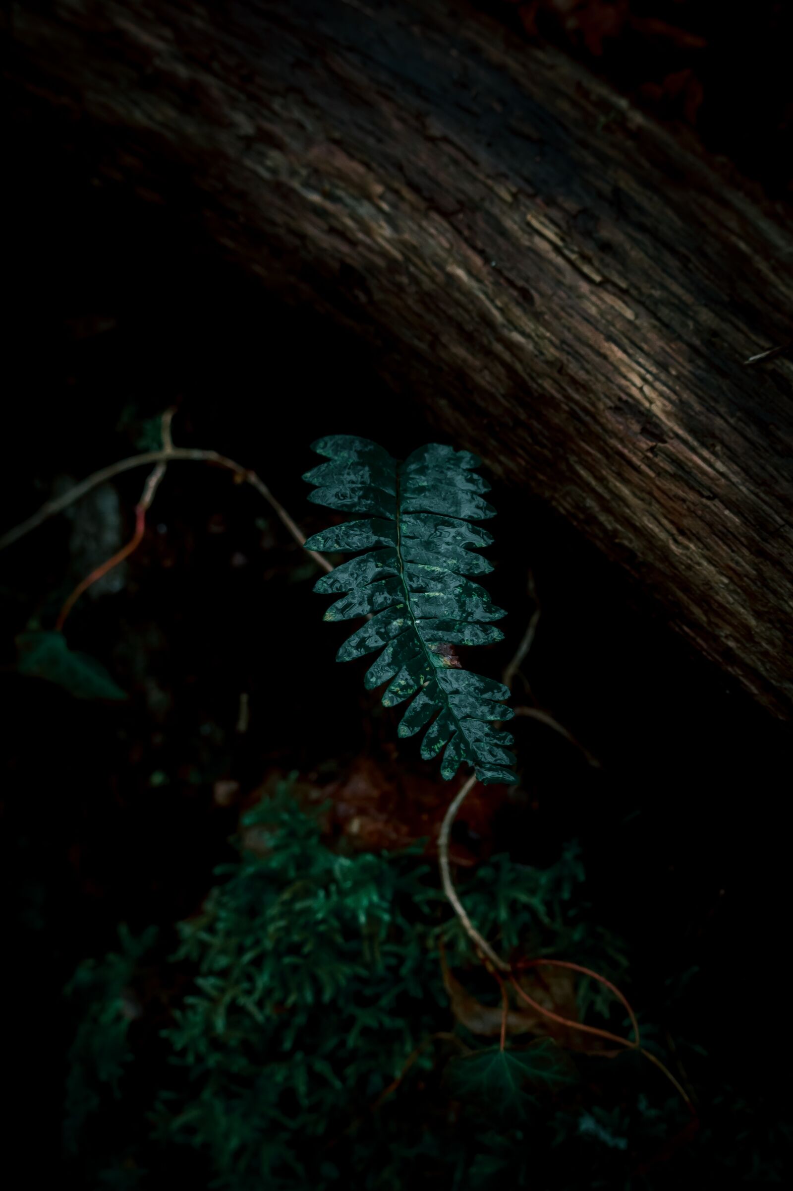 Canon EF-S 55-250mm F4-5.6 IS STM sample photo. Natural world, texture, nature photography
