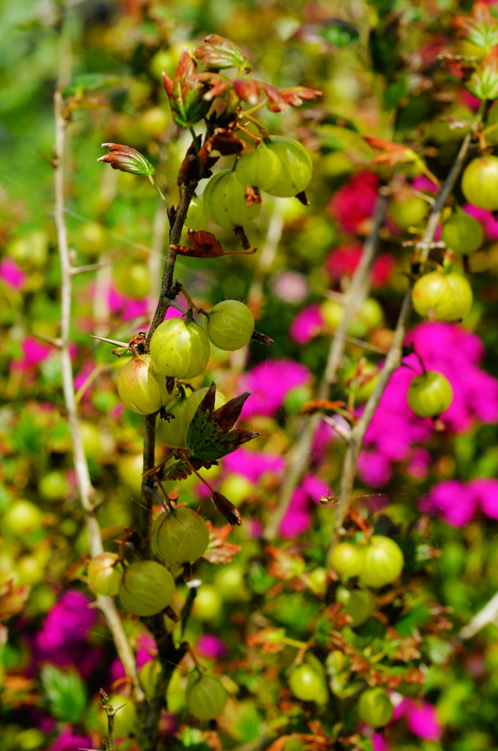 Sony a99 II sample photo. Fruit, prickly, gooseberry photography