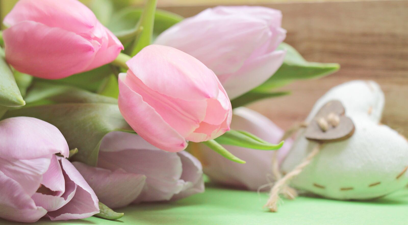 Canon EOS 550D (EOS Rebel T2i / EOS Kiss X4) sample photo. Nature, flower, beautiful, petal photography