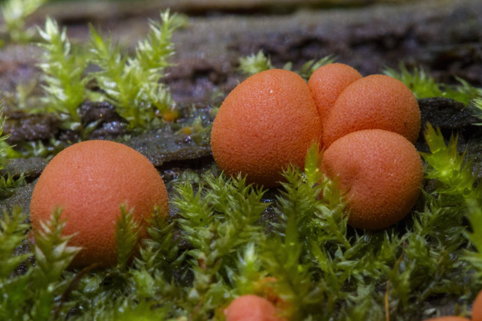 Canon EOS 7D sample photo. Blood milk mushroom, slime photography