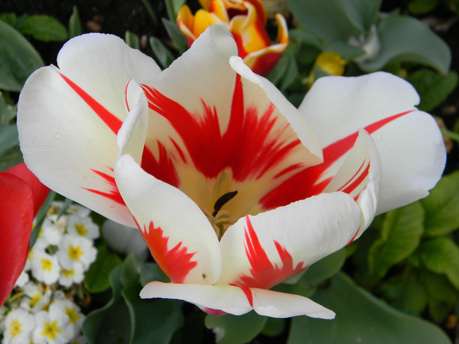 Nikon Coolpix L110 sample photo. Flower, tulip, plant photography