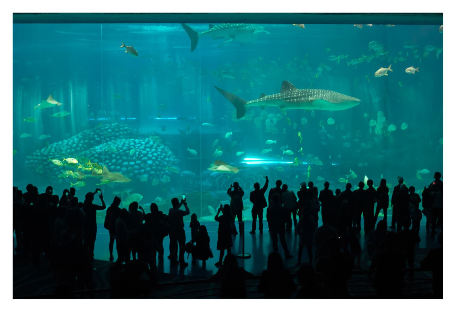 Fujifilm X100T sample photo. Aquarium photography