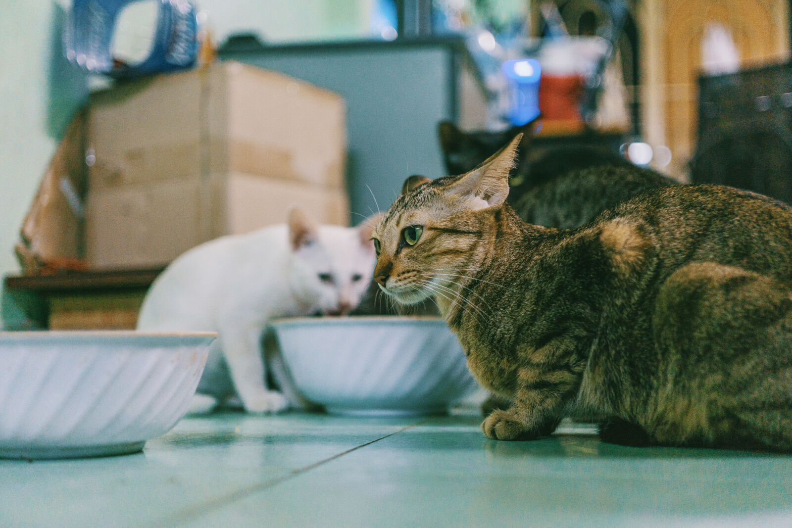 Sony a6000 sample photo. Photography, of, two, cats photography