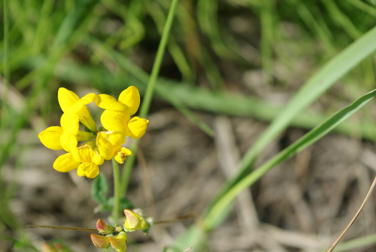 Pentax K200D sample photo. Flower, yellow, plant photography