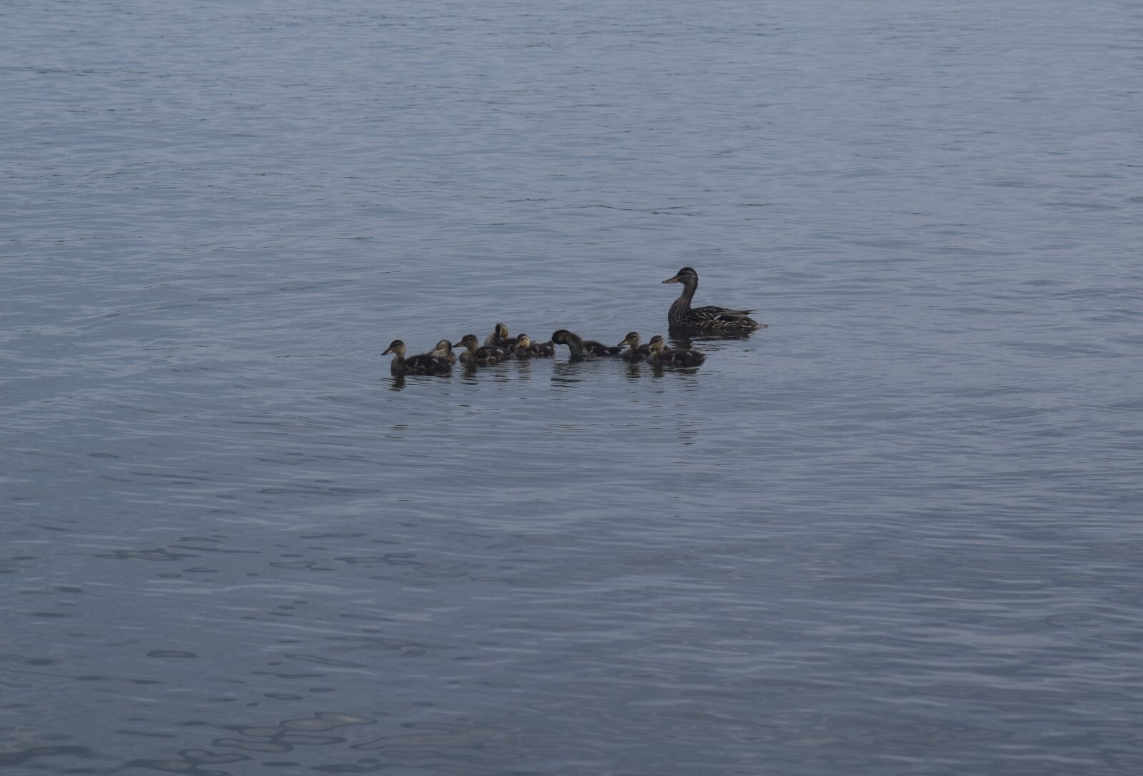 Nikon D3300 sample photo. Ducks, ducklings, lake photography