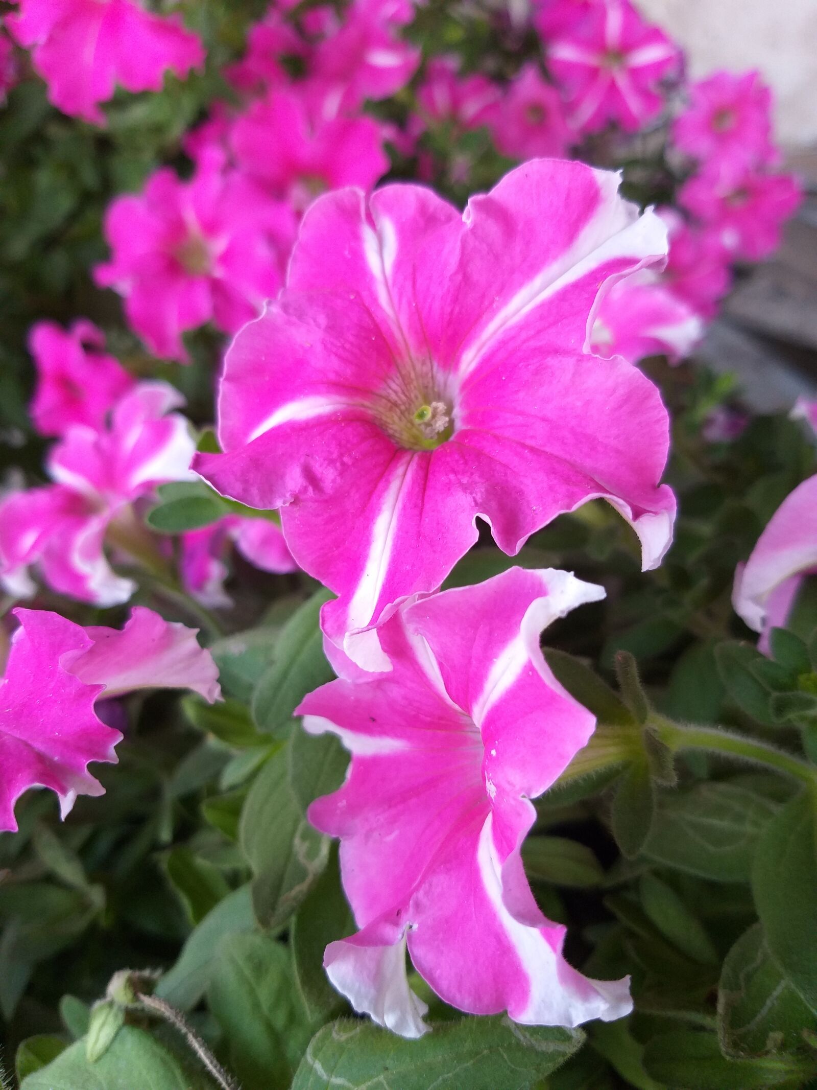 Samsung Galaxy J8 sample photo. Flowers, nature, plants photography