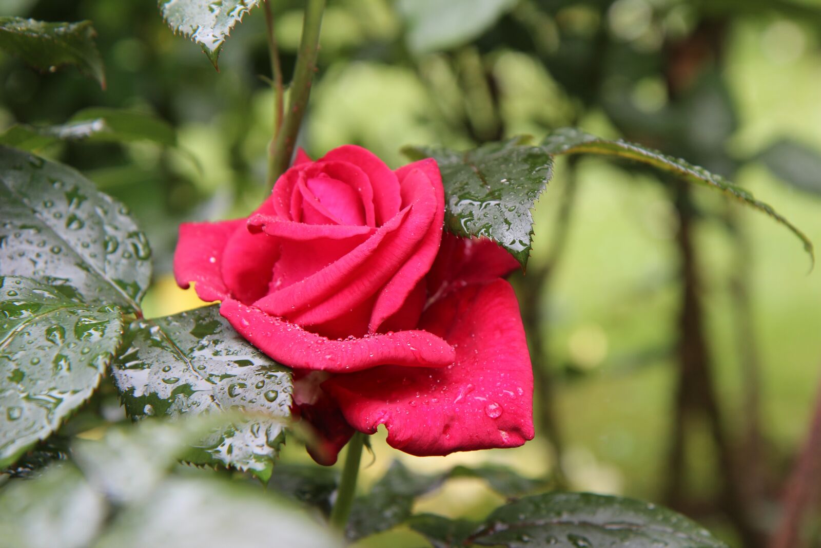 Canon EOS 600D (Rebel EOS T3i / EOS Kiss X5) sample photo. Pink, red rose, rose photography