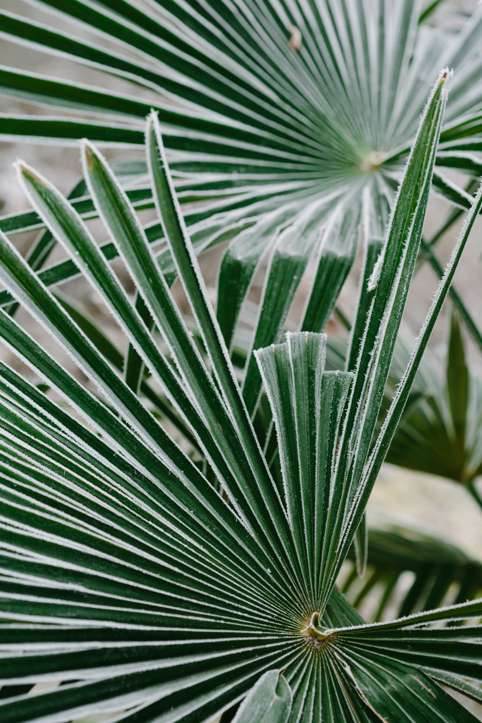 Canon EF 100mm F2.8 Macro USM sample photo. Cold, exotic, frosty, green photography