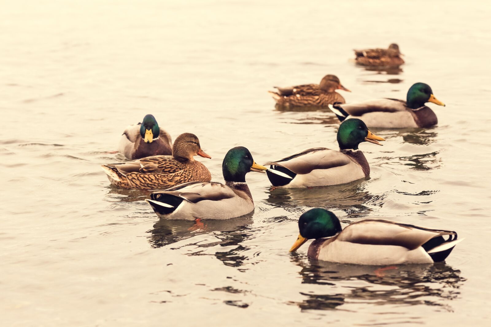 Canon EOS R + Canon EF 135mm F2L USM sample photo. Duck, bird, animal photography