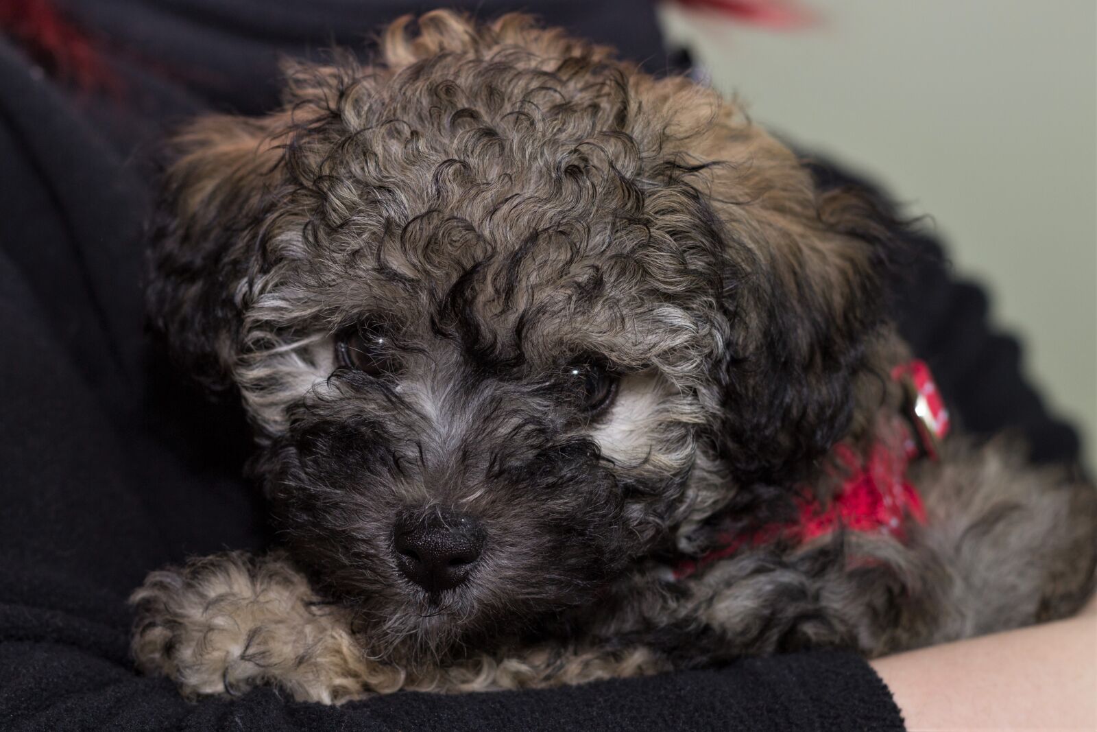Canon EOS 600D (Rebel EOS T3i / EOS Kiss X5) + Canon EF 50mm F1.8 II sample photo. Dog, small, young photography
