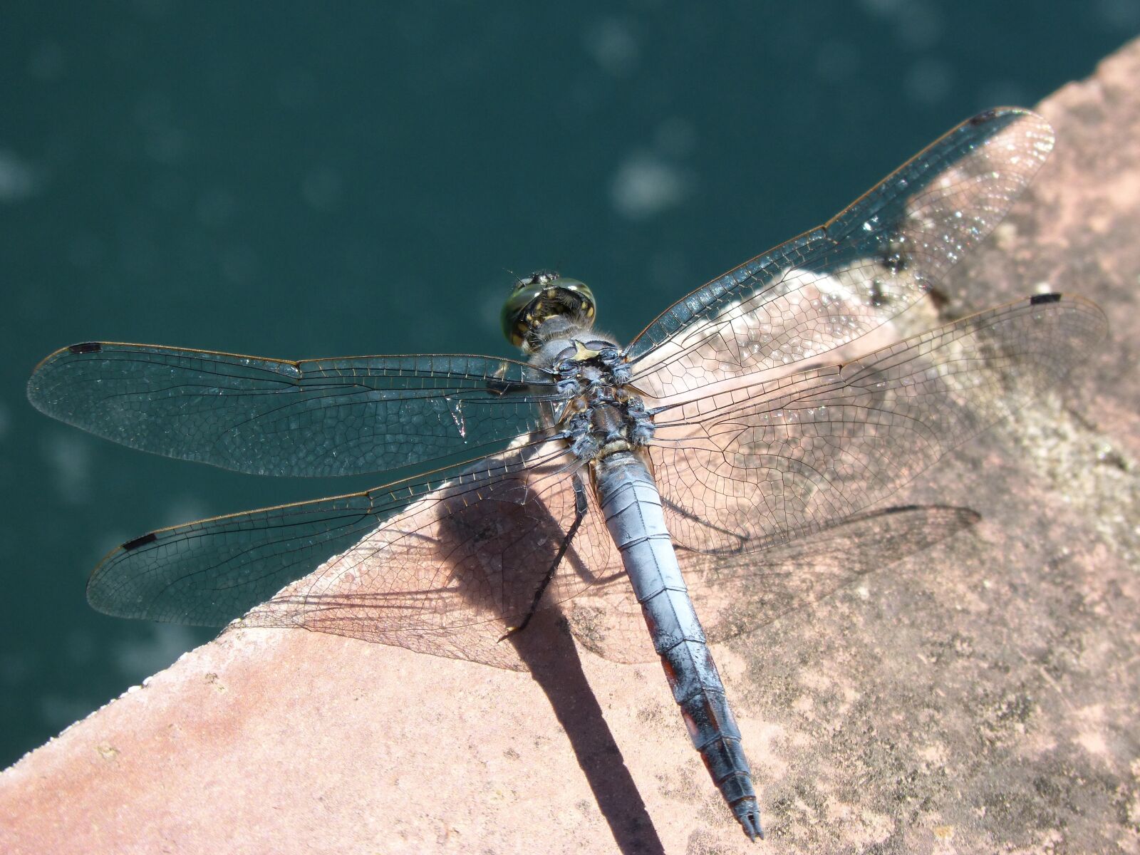 Panasonic DMC-FZ62 sample photo. Blue dragonfly, wetland, orthetrum photography